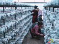 澴潭鎮(zhèn)柏樹灣村： “雪蓮”白參菌“破棒而出”走出鄉(xiāng)村增收新賽道